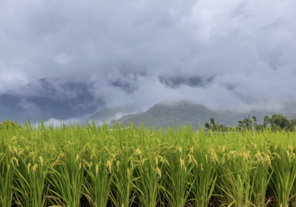 池上．山凹咖啡