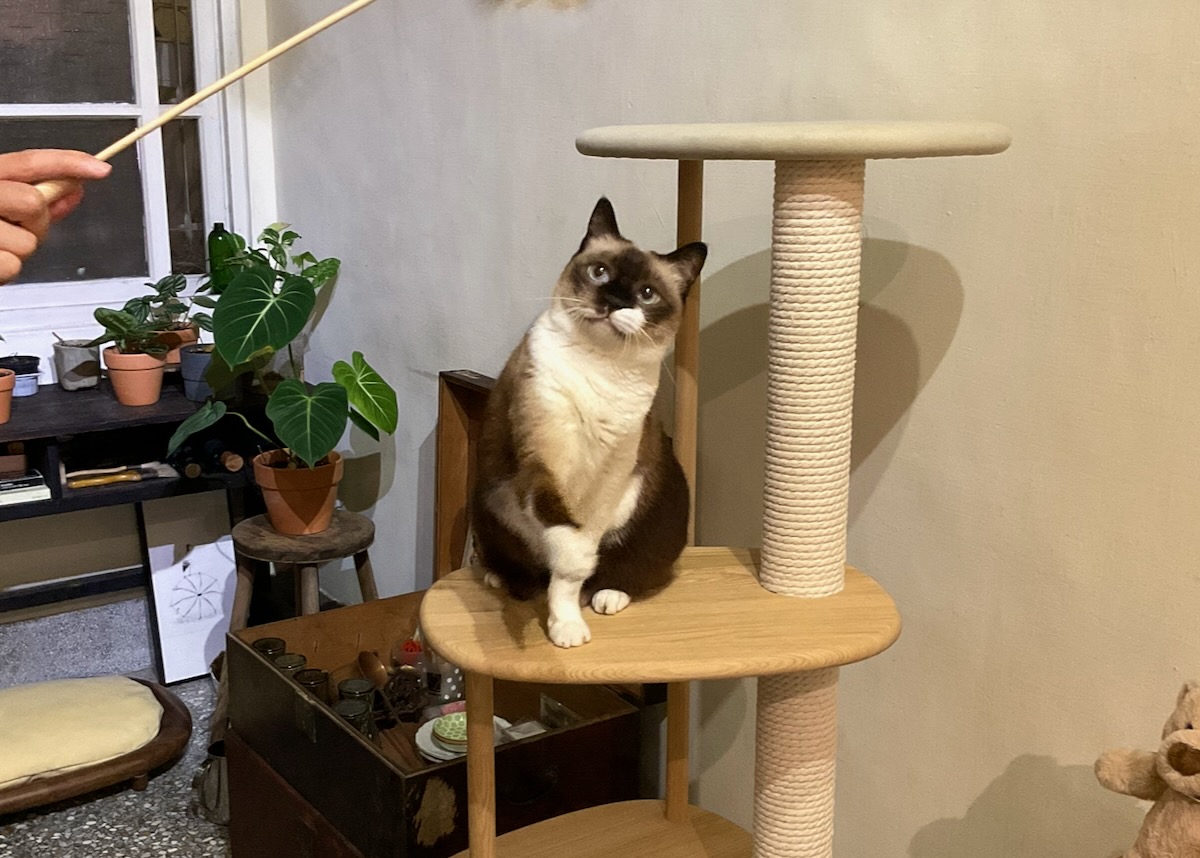 karimoku cat tree 貓跳台與濛濛
