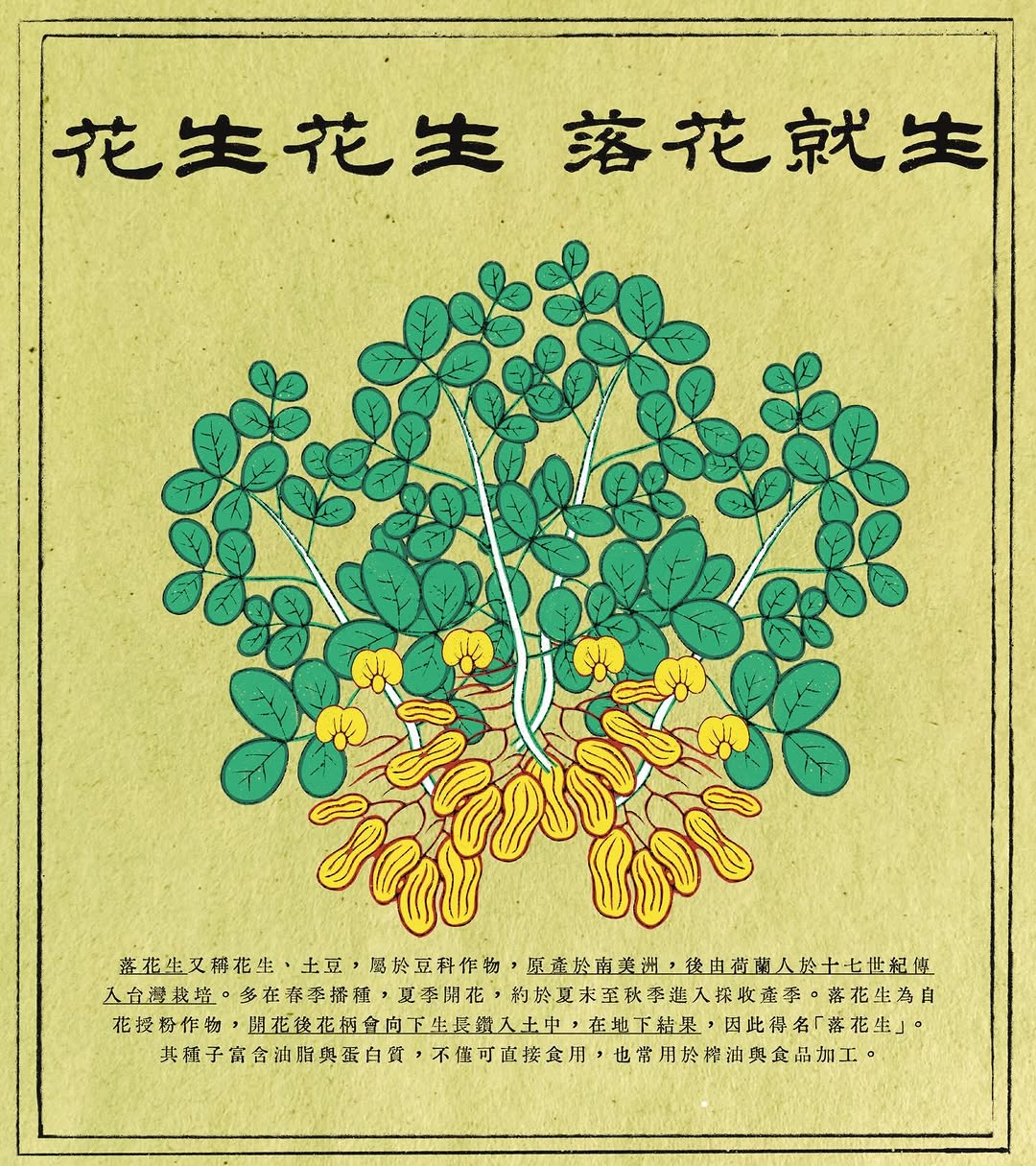 落花生｜秋收冬藏